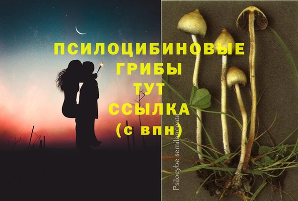 индика Богородицк